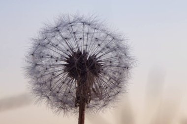 Günbatımında Slovakya 'da güzel bir karahindiba 
