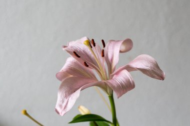 Beyaz arkaplanda pembe zambak çiçeği