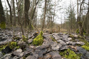 Kış boyunca ormanda yosun. Slovakya