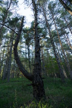 Ormanda sonbahar ağaçları, Slovakya