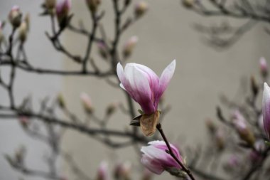 Çiçekli bahar ağacı