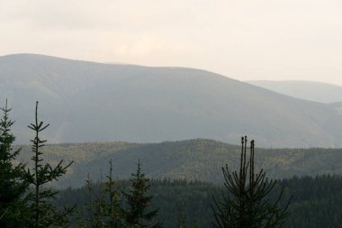 Ormanda sonbahar ağaçları, Slovakya
