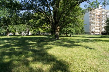 Ormandaki ağaçlar ve patikalar. Slovakya