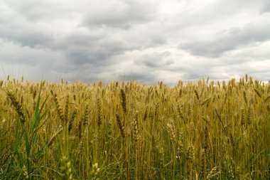 Gün batımında buğday tarlası. Slovakya