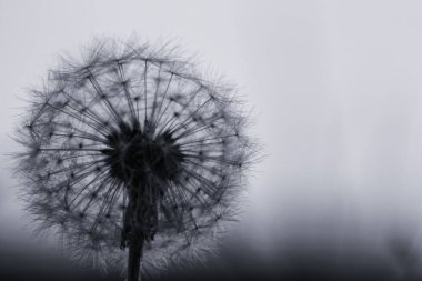 Günbatımında Slovakya 'da güzel bir karahindiba 