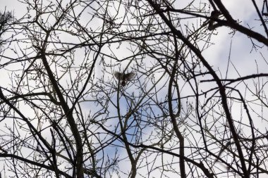 Ormandaki ağaçlar ve patikalar. Slovakya