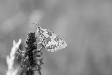 Çiçek üzerindeki kelebek. Yakın çekim.