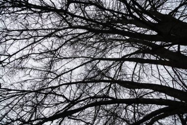 Ormandaki ağaçlar ve patikalar. Slovakya