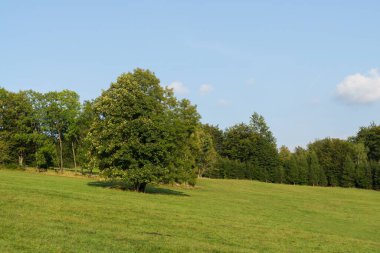 Ağaçları olan güzel bir bahar tepesi