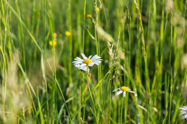 Çayırdaki güzel papatya çiçekleri. Gündüz çekimi