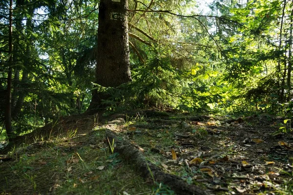 Herbstwald Mit Bäumen Und Pfad Slowakei — Stockfoto