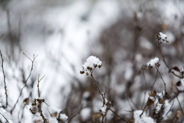 Зимой Природа Покрыта Снегом — стоковое фото