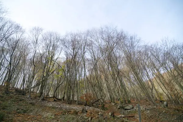 Gyönyörű Őszi Erdő Köd Fák — Stock Fotó