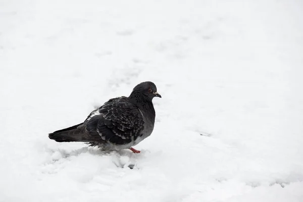 Pigeon Oiseau Sur Neige Slovaquie — Photo