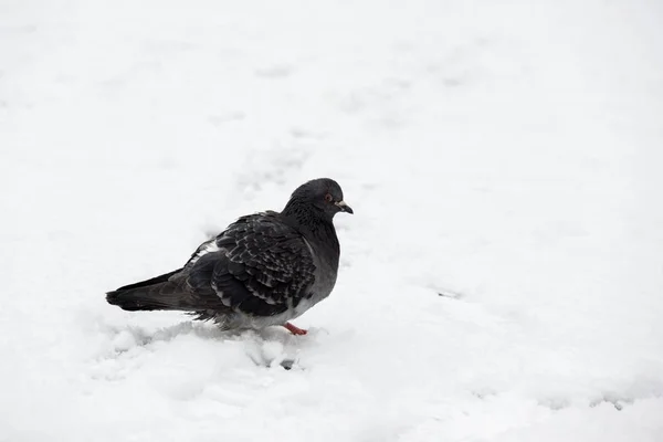 Pássaro Pombo Neve Eslováquia — Fotografia de Stock