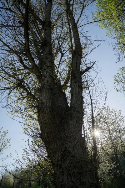 Vårens Träd Blommar Blommande Träd Slovakien — Stockfoto