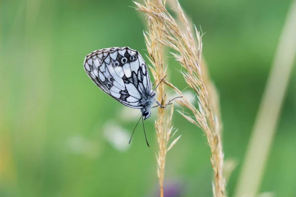 Buttefly Auf Blume Nahaufnahme — Stockfoto