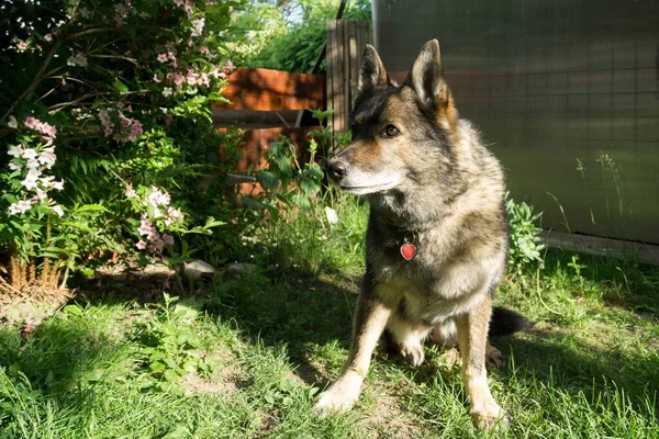 Cane Pastore Tedesco Nella Natura Foresta Slovacchia — Foto Stock