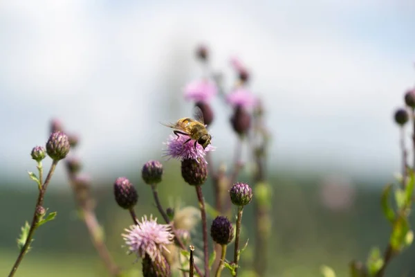 Honigbiene Auf Blüte Slowakei — Stockfoto