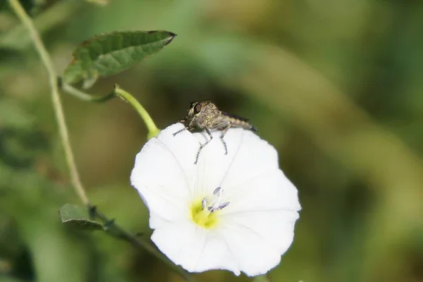 Insecte Sur Fleur Blanche Slovaquie — Photo