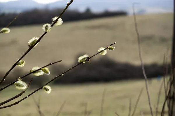 Pussy Willow Branches Spring — Stock Photo, Image