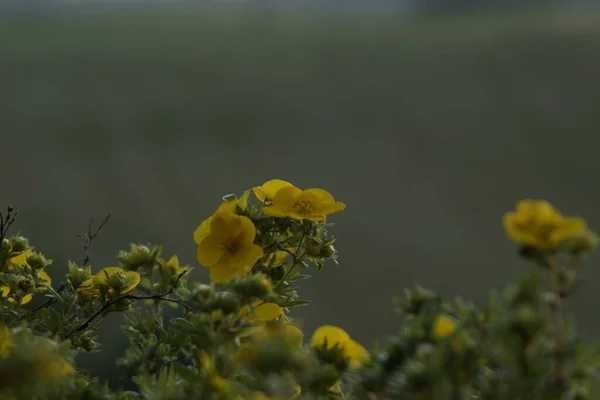 Žluté Květy Zavřít Záběr — Stock fotografie