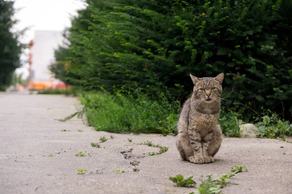 공원에 귀여운 고양이 — 스톡 사진