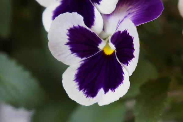 Schöne Blumen Garten Nahaufnahme — Stockfoto
