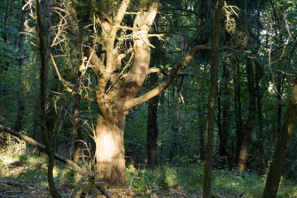 Höst Träd Skog Slovakien — Stockfoto