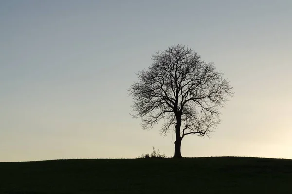 Όμορφο Μοναχικό Δέντρο Στο Ηλιοβασίλεμα — Φωτογραφία Αρχείου