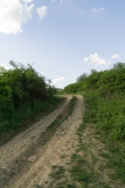 Ormandaki ağaçlar ve patikalar. Slovakya