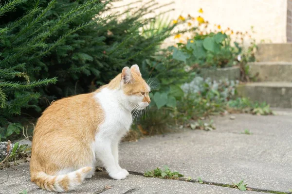 公园里的猫很可爱 — 图库照片