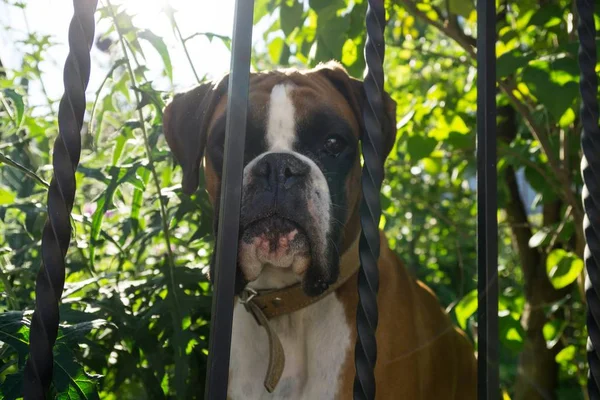 Boxer Cane Dietro Recinzione — Foto Stock