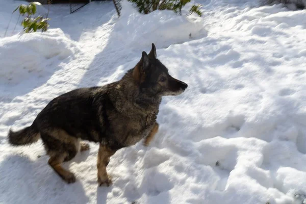 Winterlandschap Met Hond Sneeuw — Stockfoto