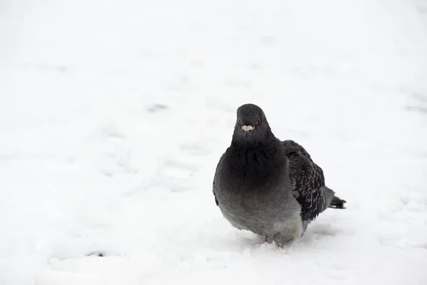 Fågel Snö Bakgrund Närbild Slovakien — Stockfoto