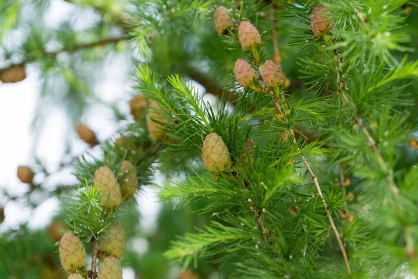 Dennenappels Boom Slowakije — Stockfoto