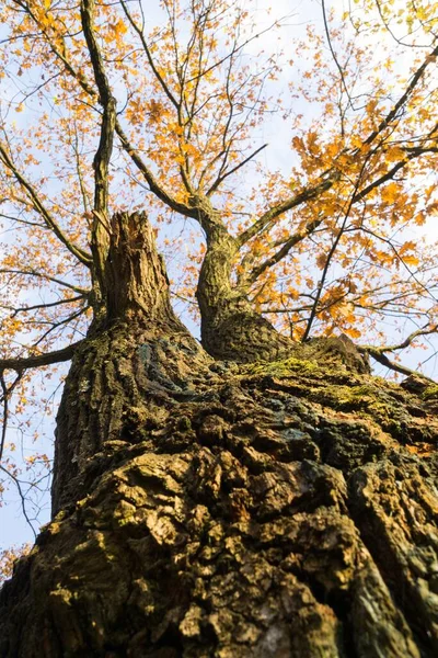 Árboles Caminos Bosque Países Bajos —  Fotos de Stock