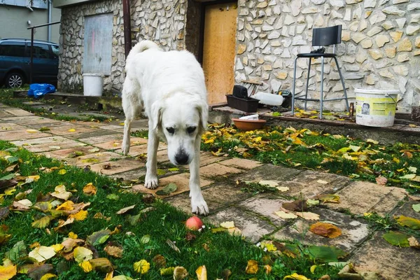 Labrador Mignon Plein Air Dans Parc — Photo