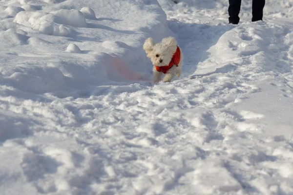 Biały Mały Pies Bawiący Się Zimą — Zdjęcie stockowe