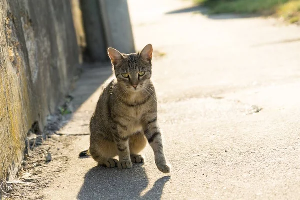 Cute Cat Outdoor Park — Stock Photo, Image