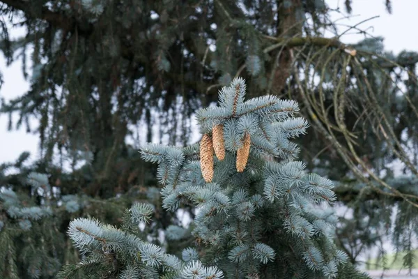 Jedlová Větev Sněhem Zimní Krajina — Stock fotografie