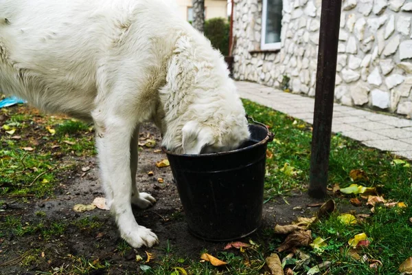 Carino Labrador Acqua Potabile Nel Parco — Foto Stock