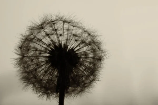 Piękny Dandelion Słowacji Zachodzie Słońca — Zdjęcie stockowe