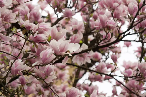 Ανοιξιάτικο Δέντρο Ανθισμένα Λουλούδια — Φωτογραφία Αρχείου