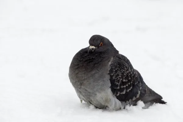 Pájaro Paloma Nieve Países Bajos — Foto de Stock