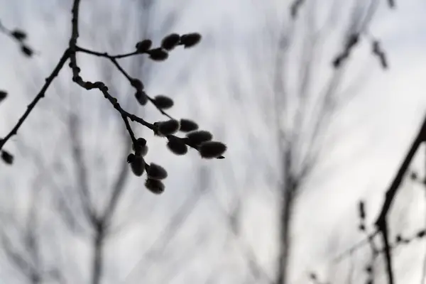 Alberi Sentieri Nella Foresta Slovacchia — Foto Stock