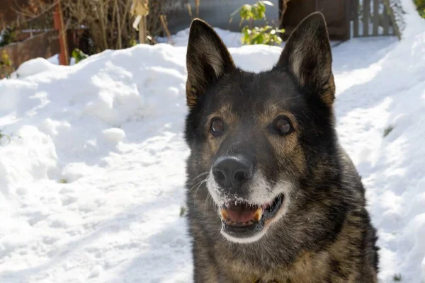 Winterlandschap Met Hond Sneeuw — Stockfoto
