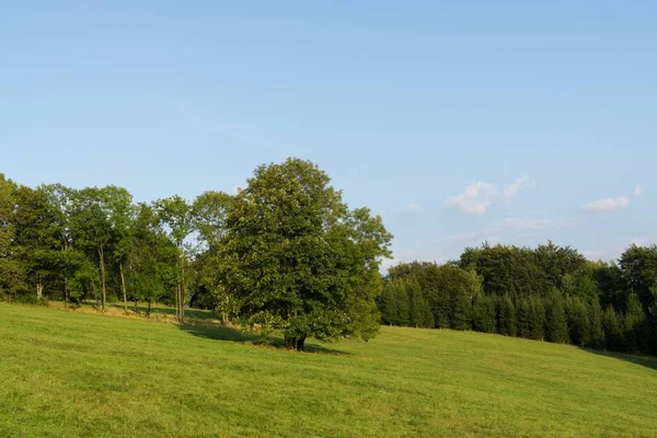 Beautiful Spring Hill Trees — Stock Photo, Image