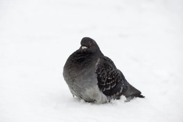 Pigeon Bird Snow Slovakia — Stock Photo, Image