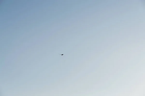 Arka Planda Uçan Kuş — Stok fotoğraf